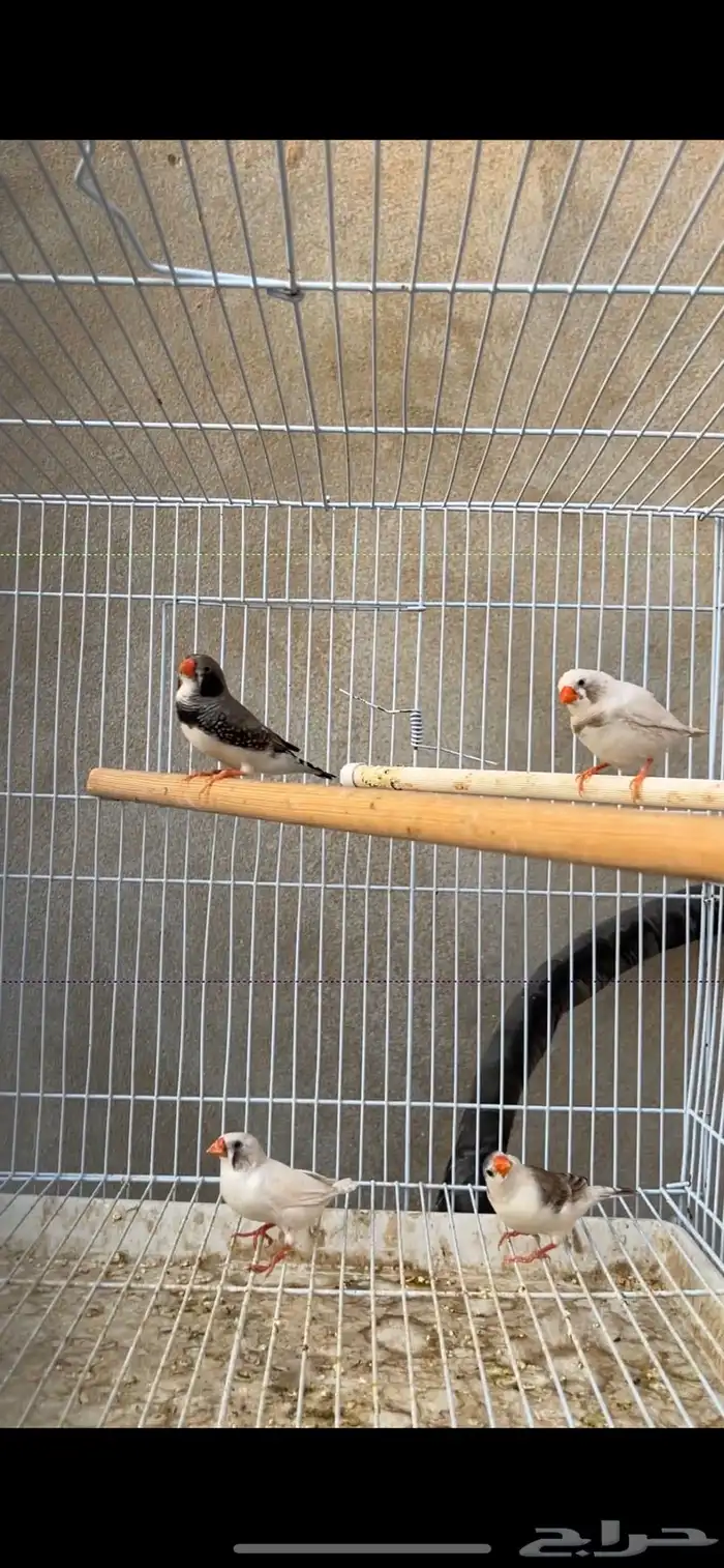 ماشاءالله جوزين زيبرا منتجين 2