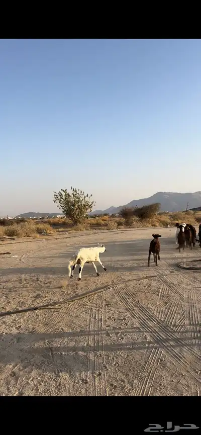 سواكن العدد 14 1