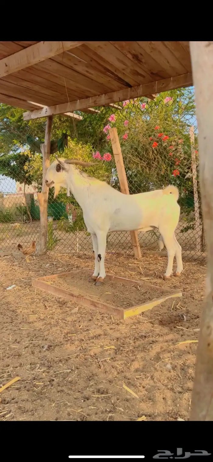 تم البيع تم البيع 1