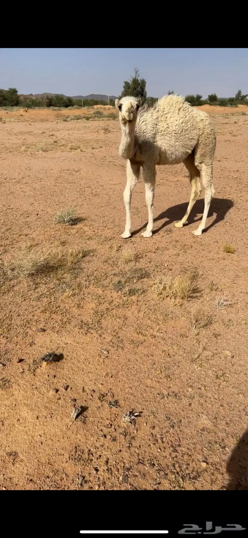 البيع قعود 0