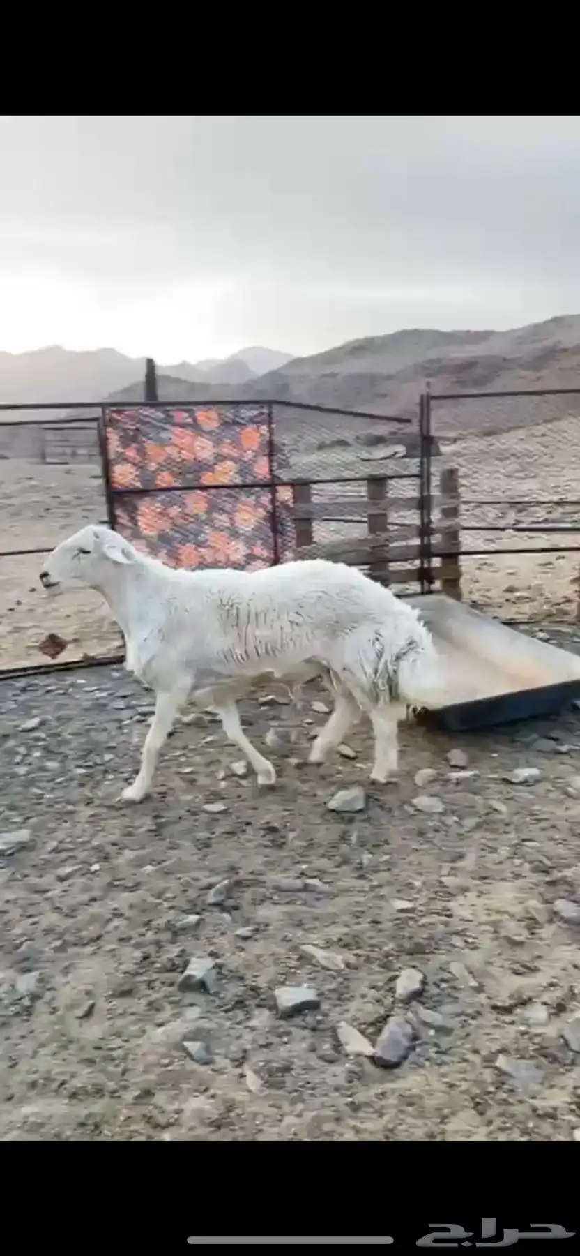 خروف فحل 0