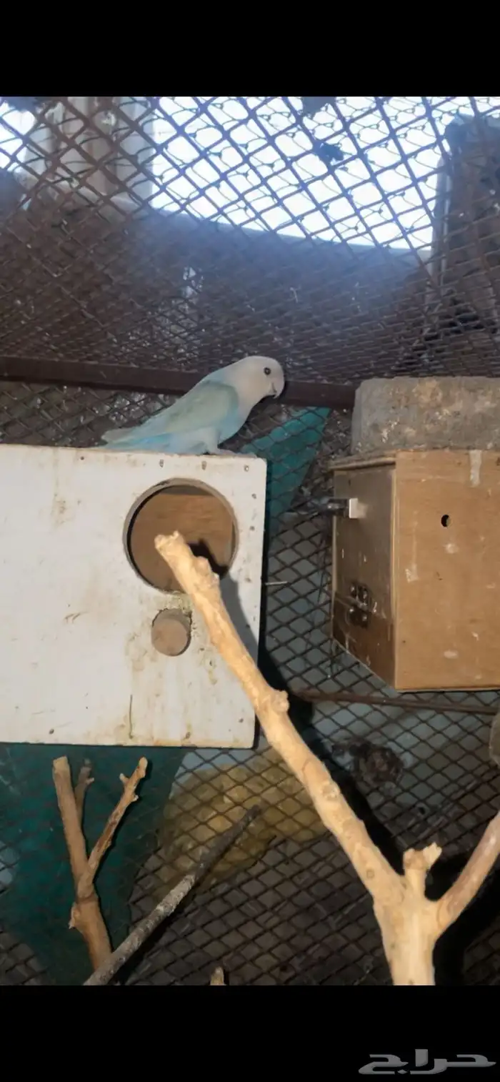 طيور روز زوج مفرخ وطبات البينو 1