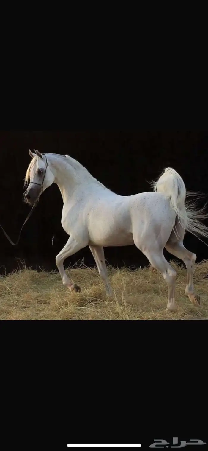 مهره شعبيه 3