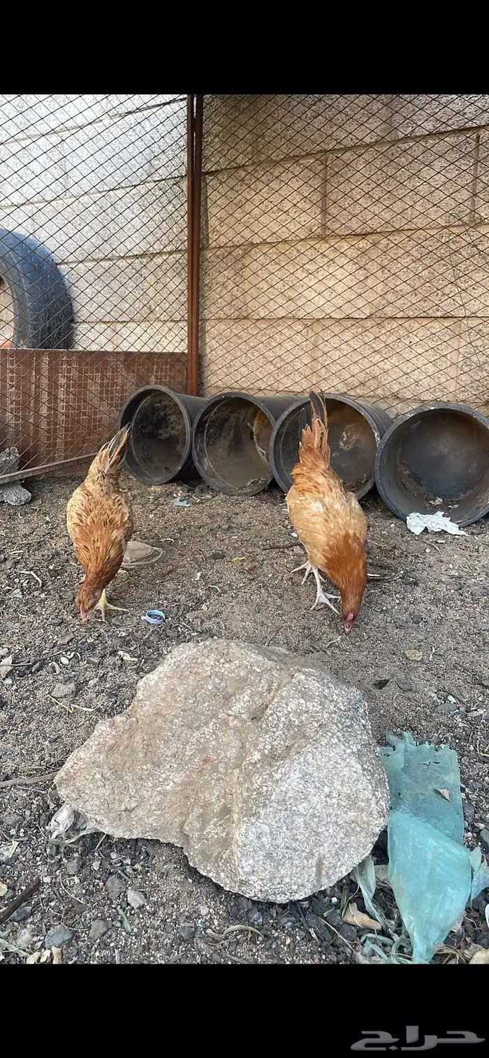 فروخ دجاج بلدي للبيع 4