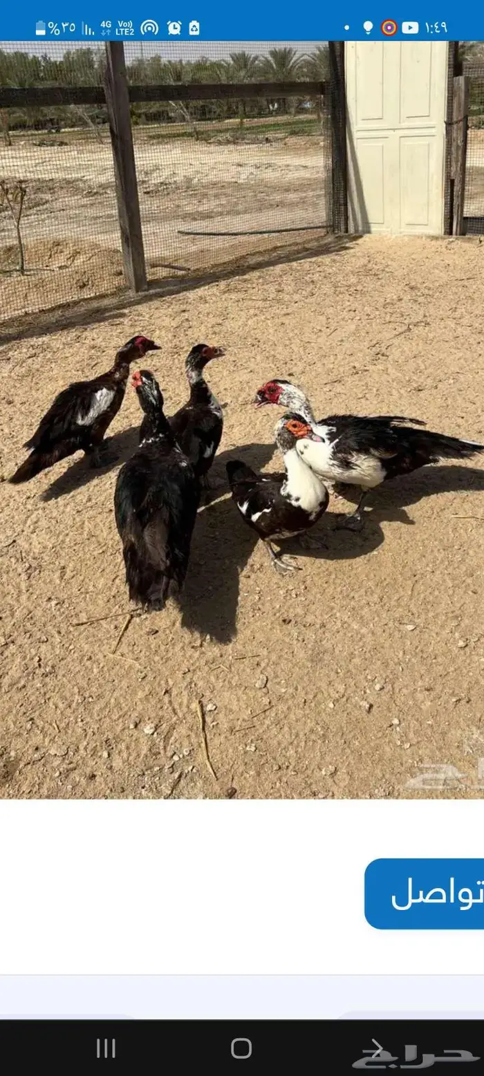 فروخ بط مصري 1
