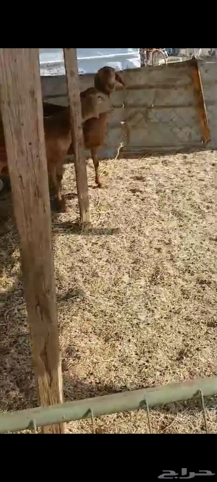 نعاج سواكنية حمرية 2