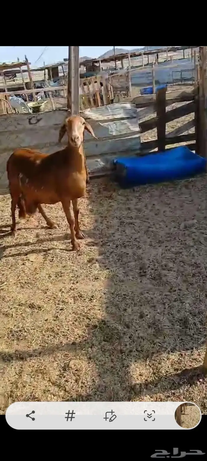 نعاج سواكنية حمرية 1