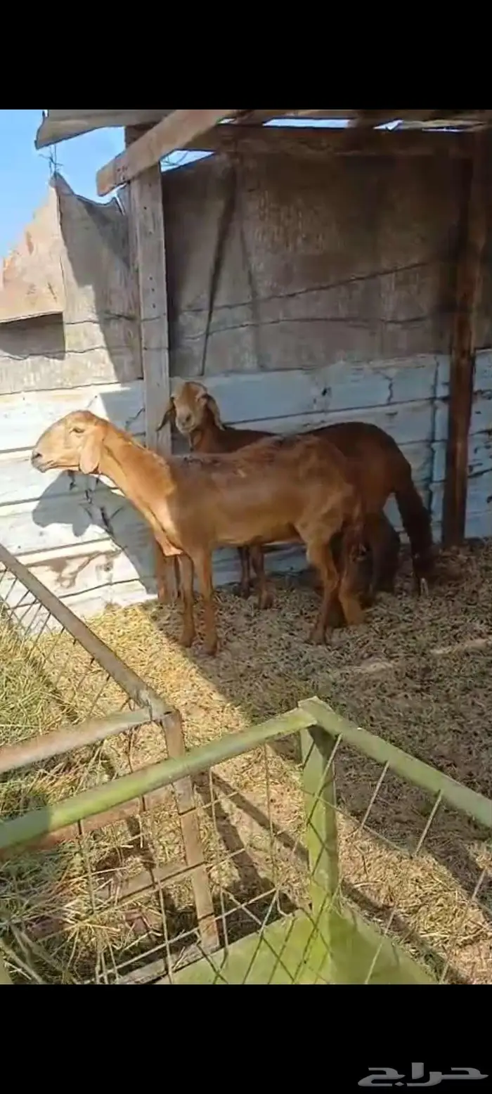 نعاج سواكنية حمرية 0