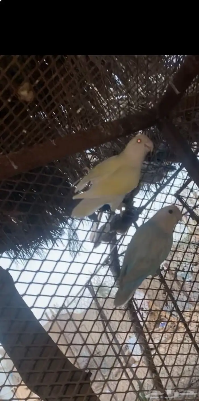 طيور روز زوج مفرخ وطبات البينو 4