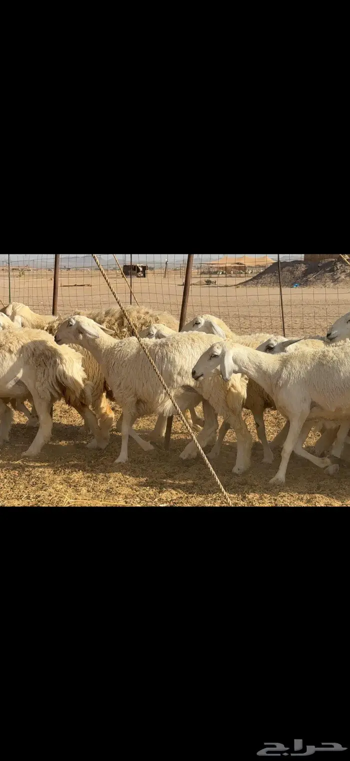 رخال حرية فاخرة 24 بالفحل 1