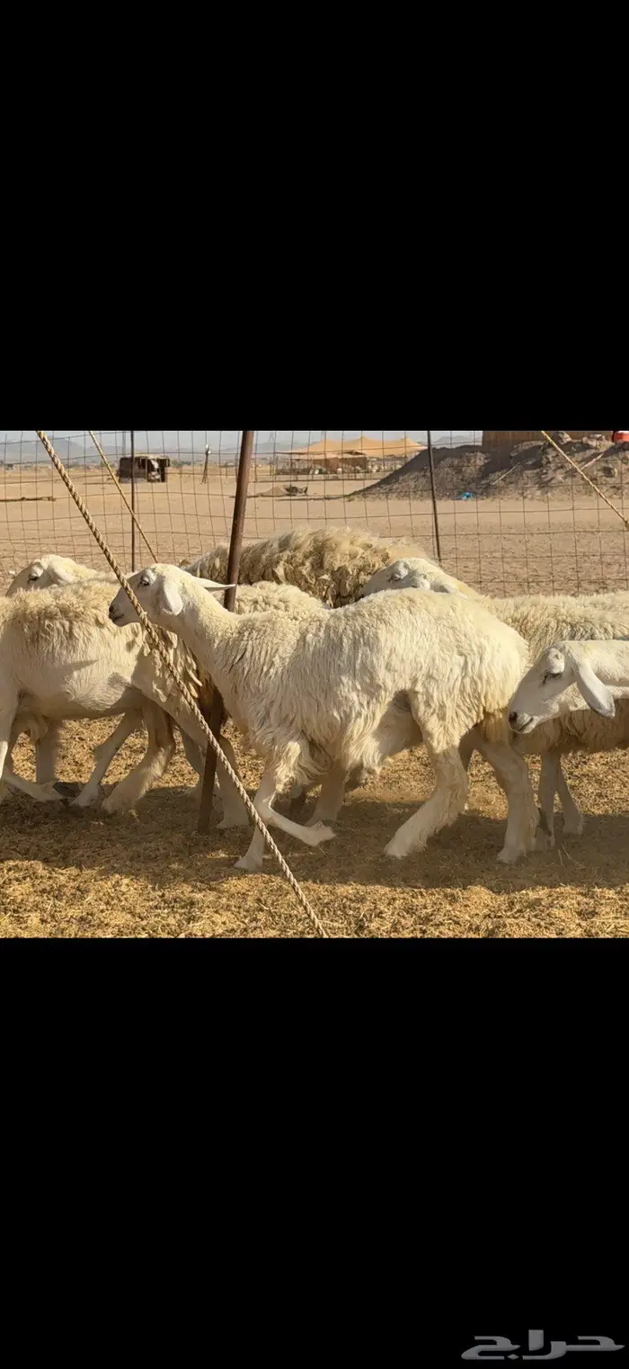 رخال حرية فاخرة 24 بالفحل 4