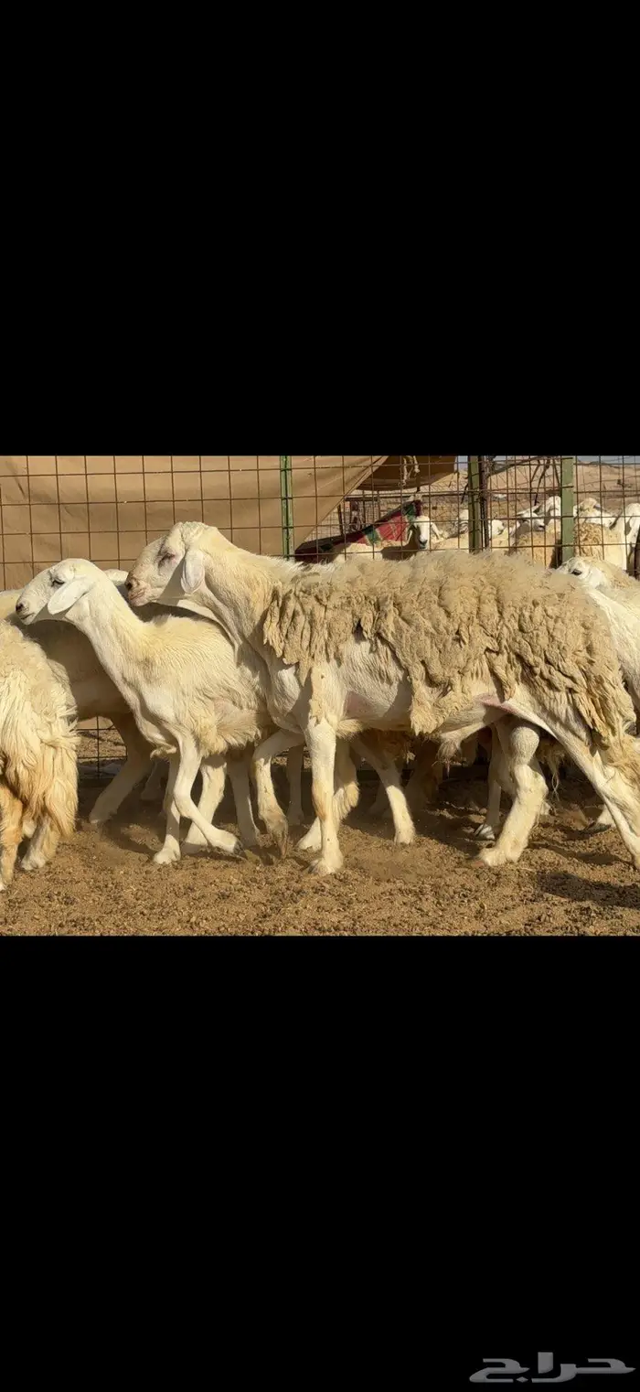 رخال حرية فاخرة 24 بالفحل 3