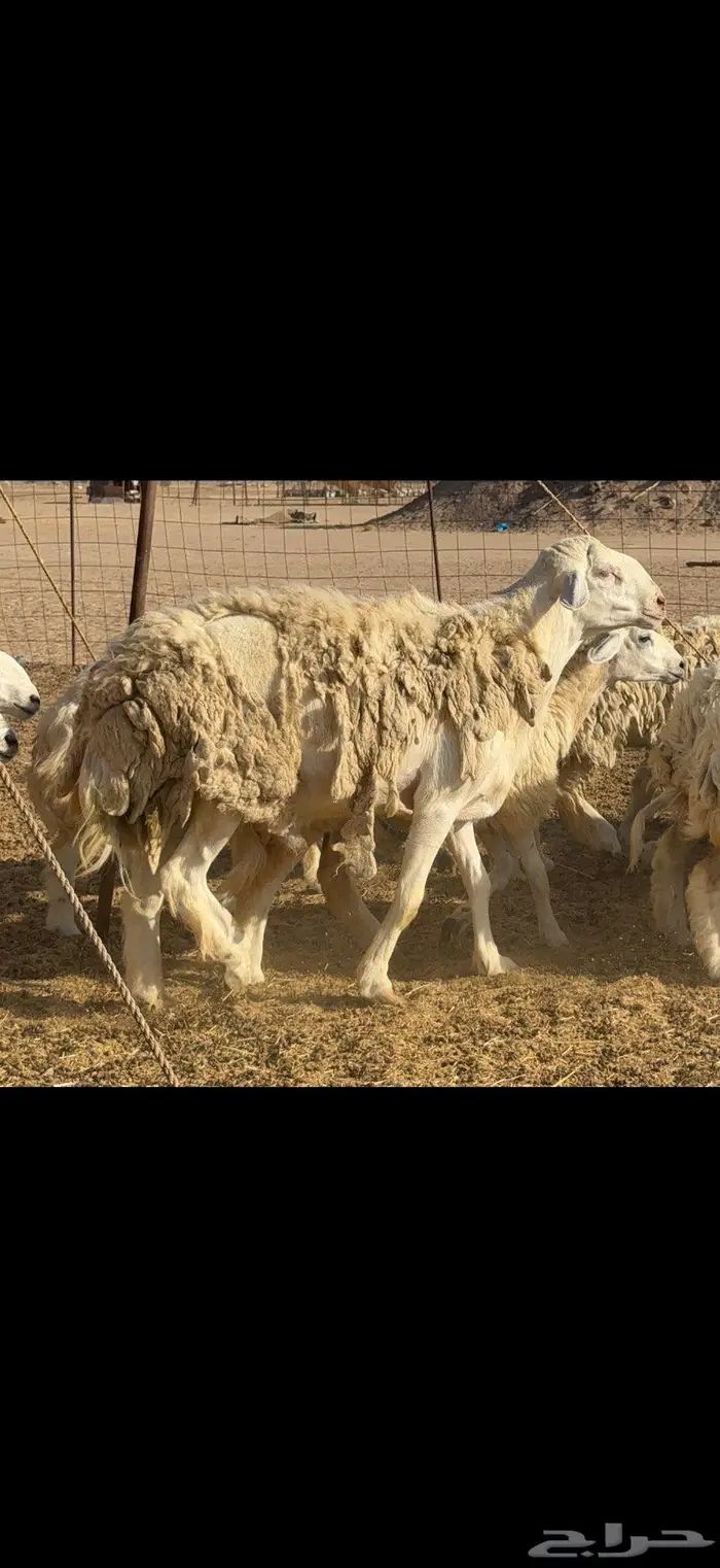 رخال حرية فاخرة 24 بالفحل 11