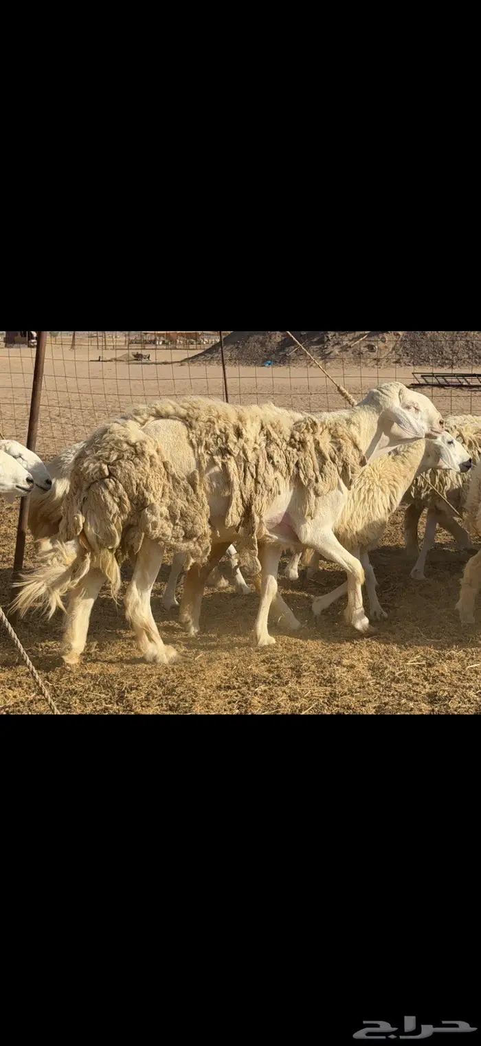 رخال حرية فاخرة 24 بالفحل 8