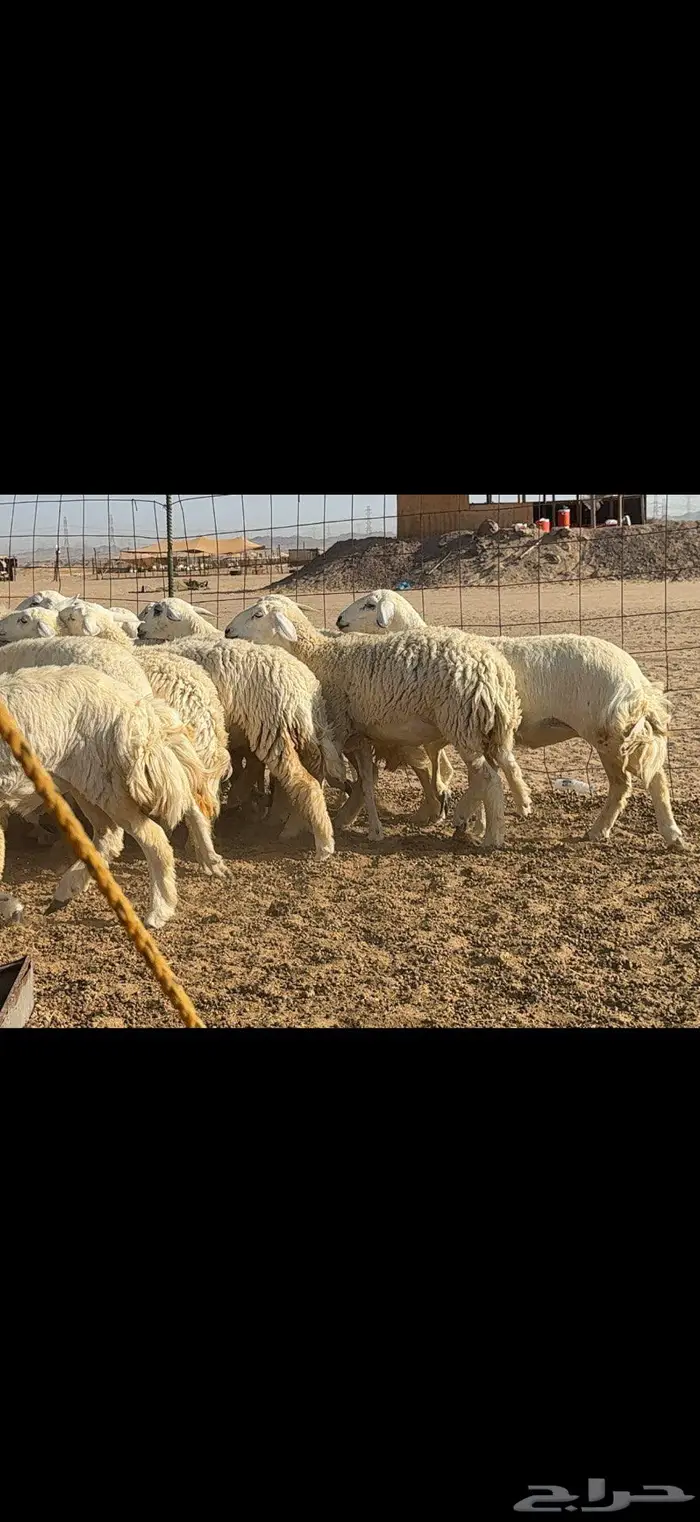 رخال حرية فاخرة 24 بالفحل 6