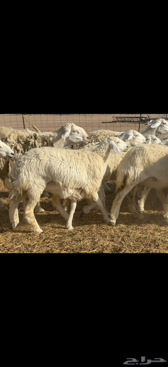 رخال حرية فاخرة 24 بالفحل 7