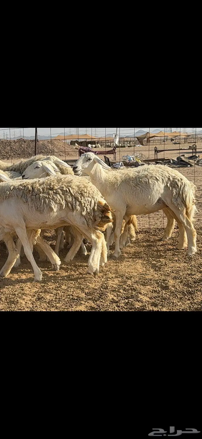 رخال حرية فاخرة 24 بالفحل 0