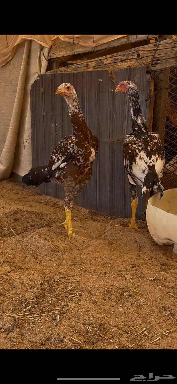 زوج فوليا فواخر 1