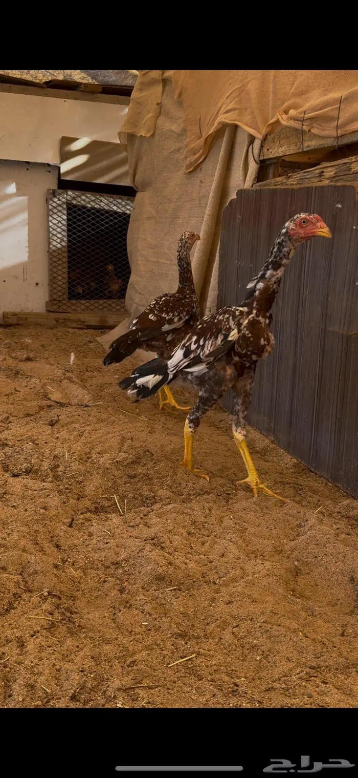 زوج فوليا فواخر 0