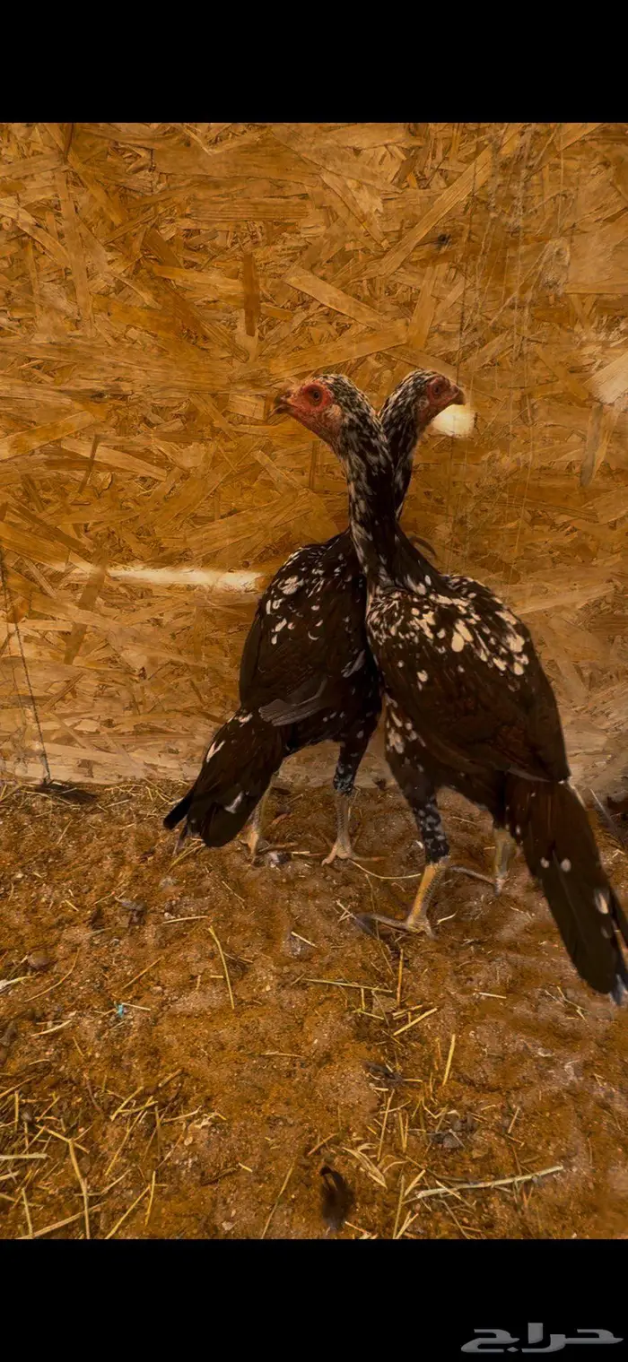 دجاج فااخر 0