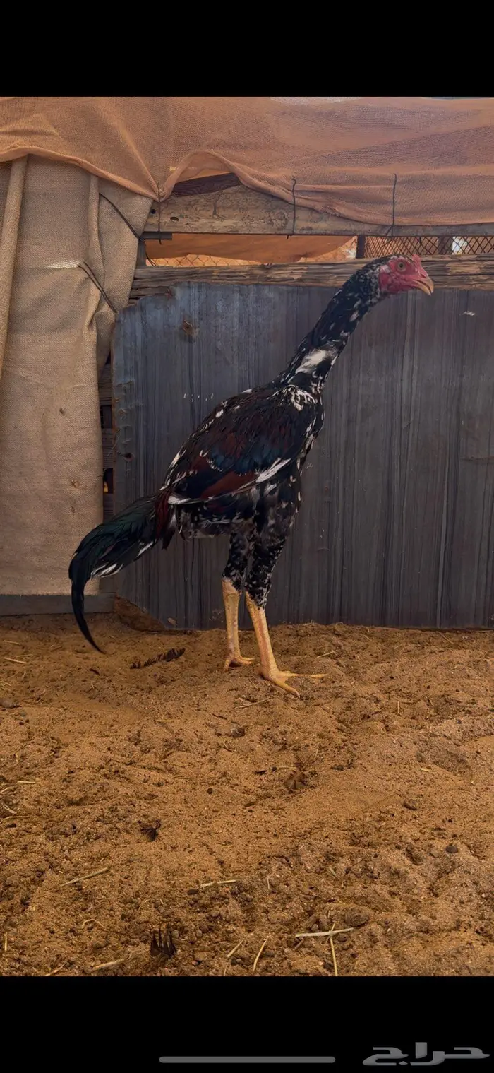 ديك فوليا فرخ 0