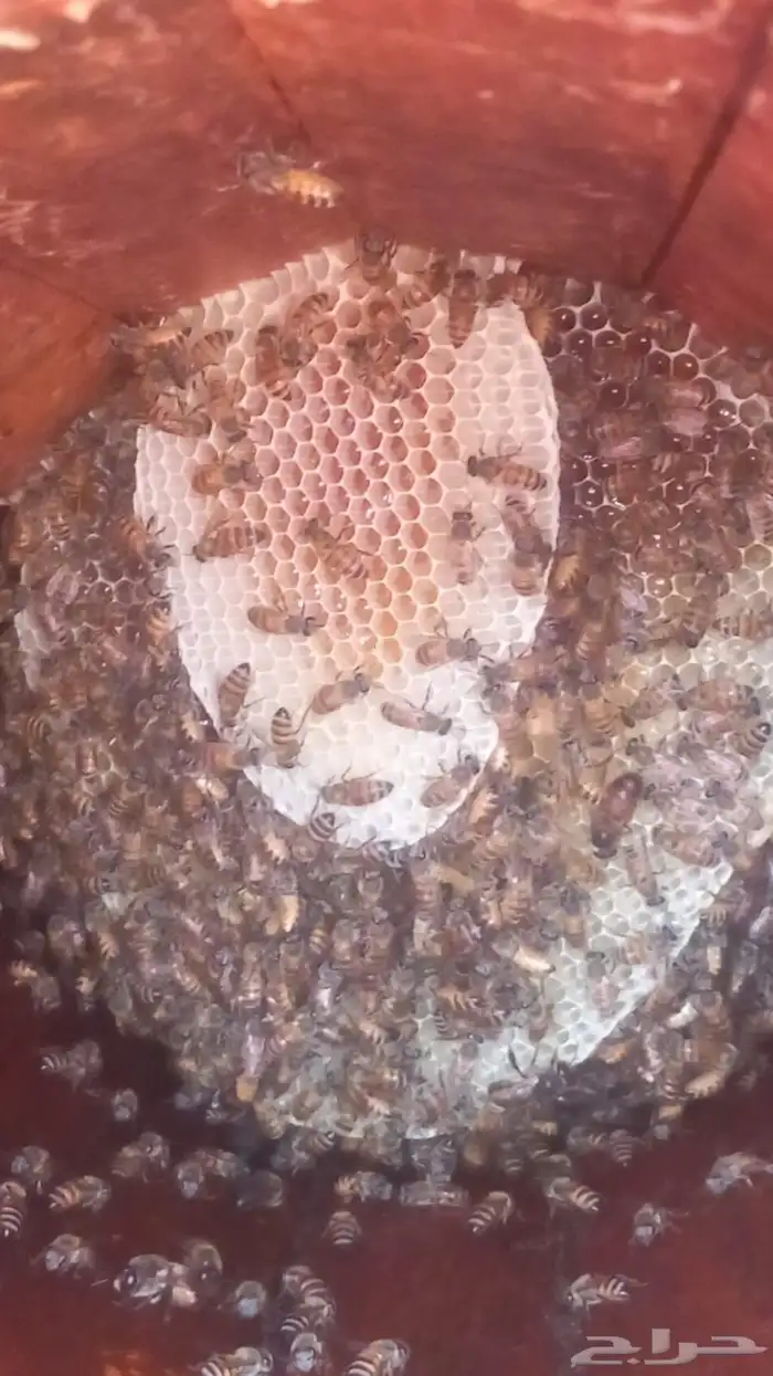 عسل سمره وزهور 2