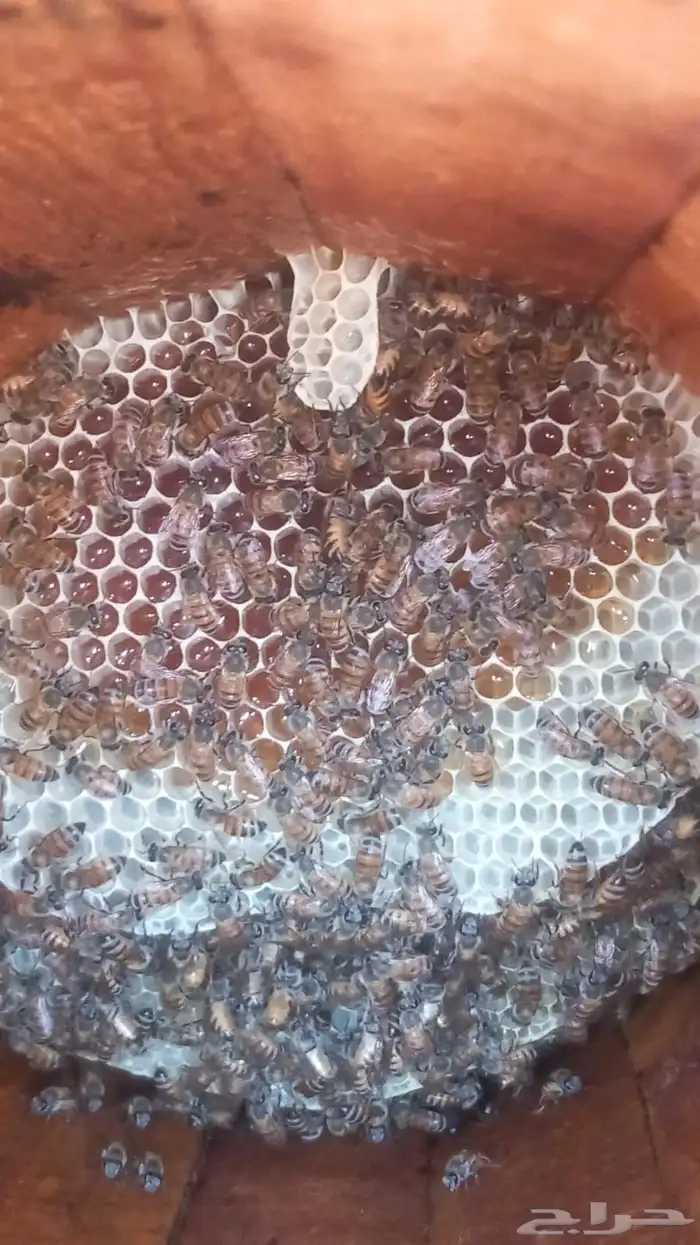 عسل سمره وزهور 4