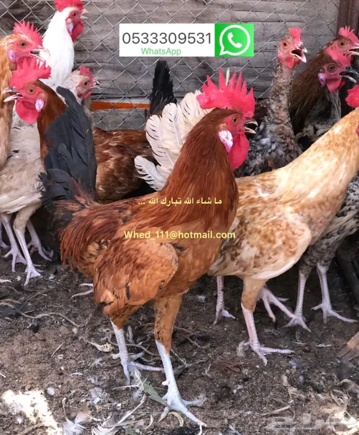 ديوك بلدي 6 و 7 اشهر عنيزة 5