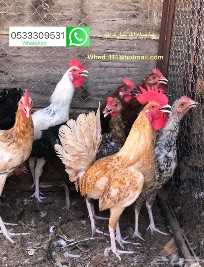 ديوك بلدي 6 و 7 اشهر عنيزة 6