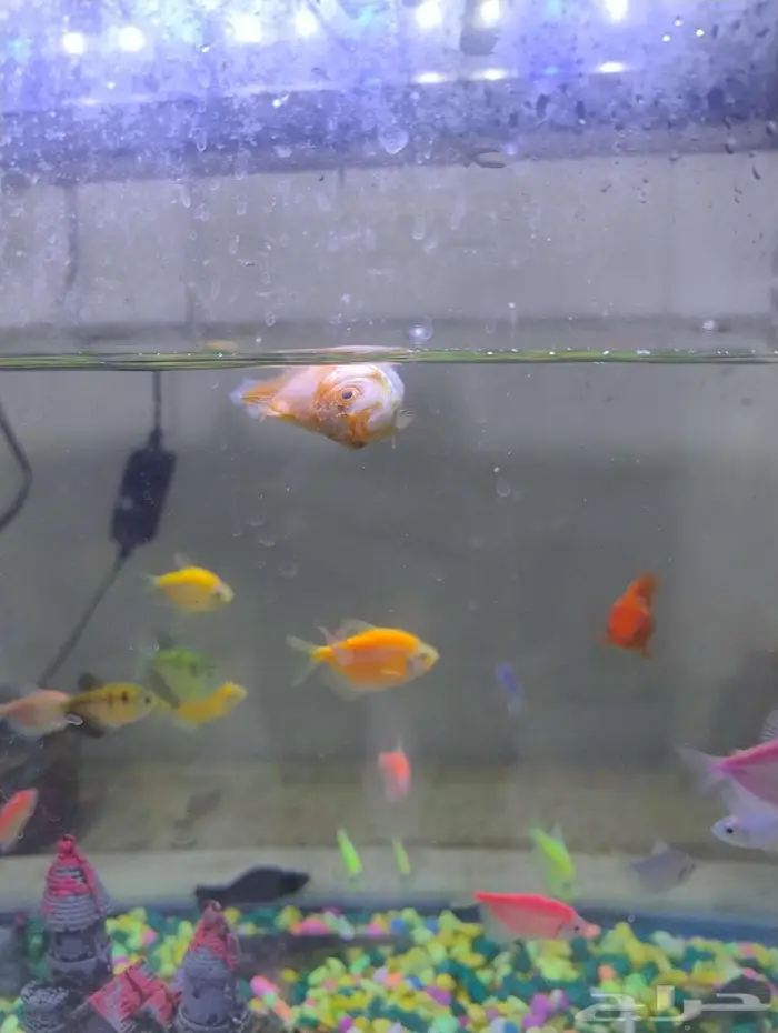 سمك فايتر زينه 1