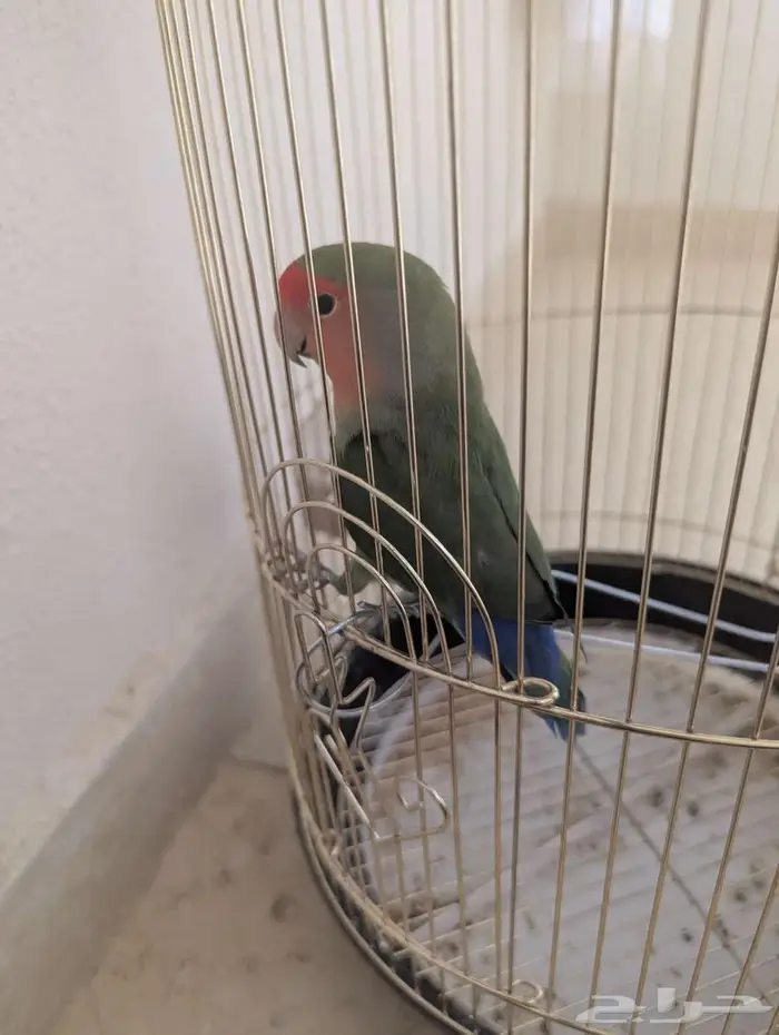 ببغا 1