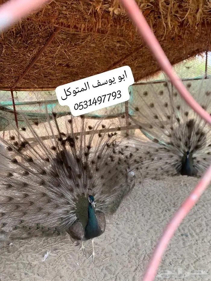 طاووس اوبال بلاك شولدر نادر 0