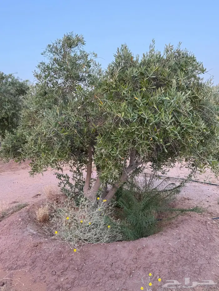 أشجار الزيتون العدد 100. مثمر 0
