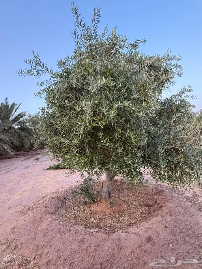 أشجار الزيتون العدد 100. مثمر 3