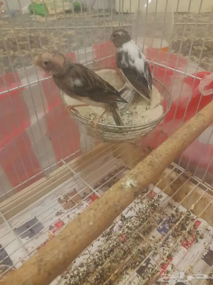 عصافير كناري للبيع 1