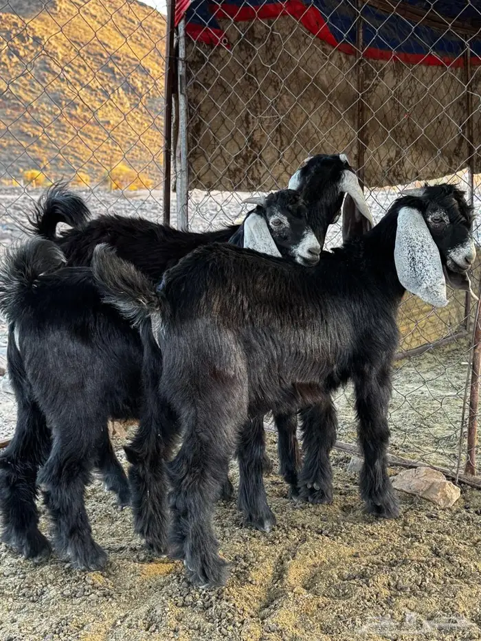 تيوس للبيع شرط النظافه 3