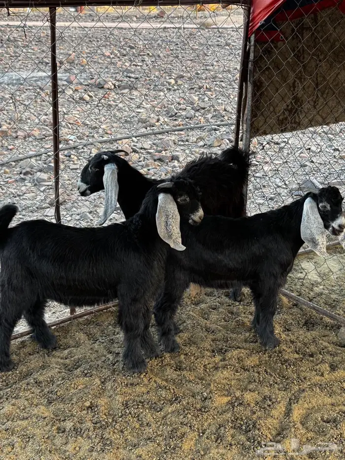 تيوس للبيع شرط النظافه 0