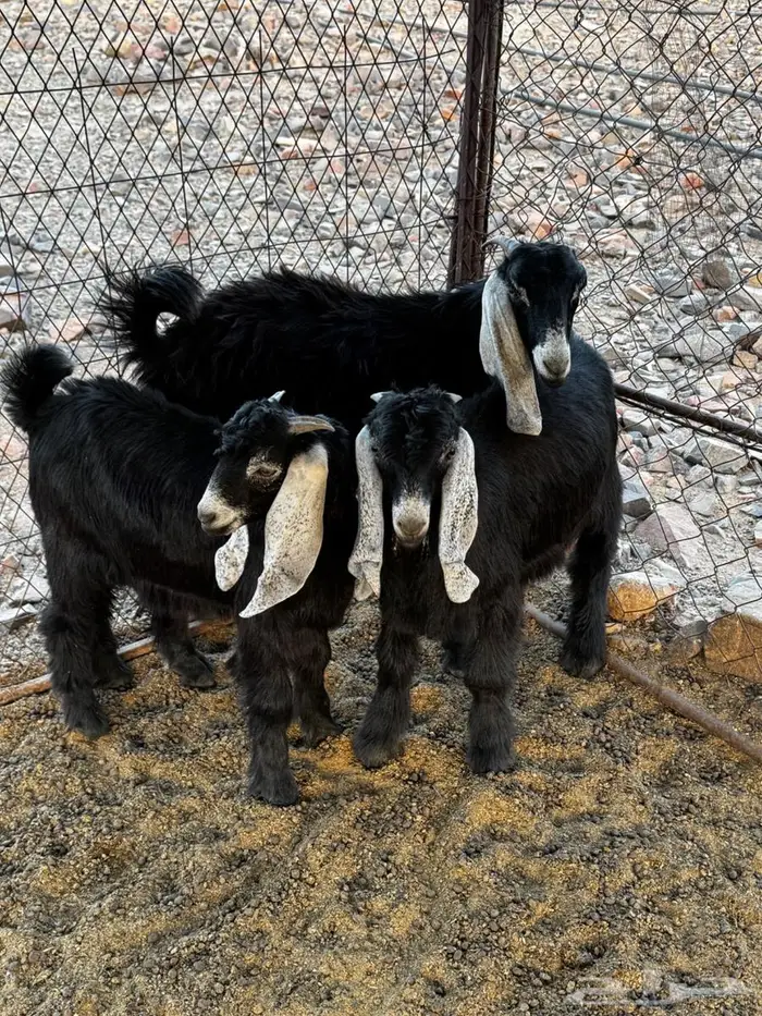 تيوس للبيع شرط النظافه 4