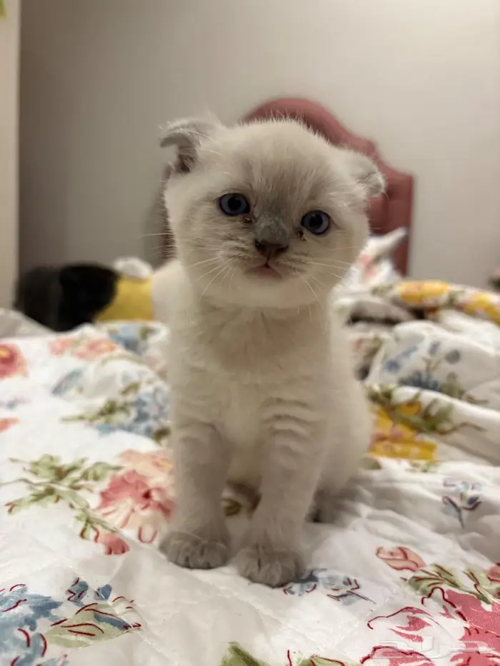 Scottish fold 1