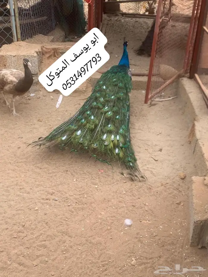 ذكر طاووس نادر بلاك شولدر وايت آي 2