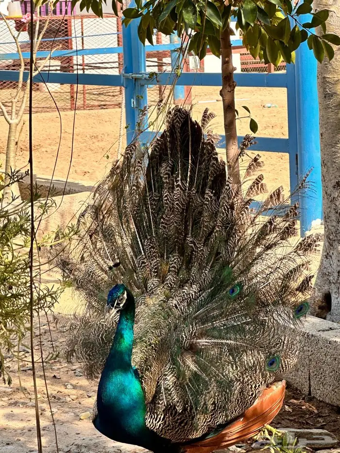 طاووس ذكر 2