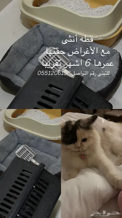 قطه للتبني 0