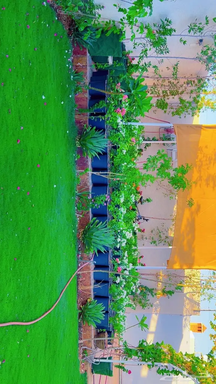 مشروع اشجار جهنميات جملة شجر صبار 4