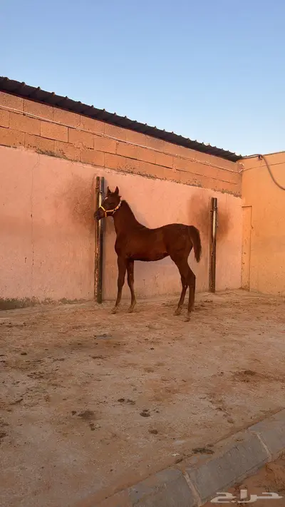 مهر مكس وحركه سوبر 2