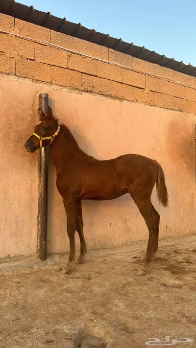 مهر مكس وحركه سوبر 1