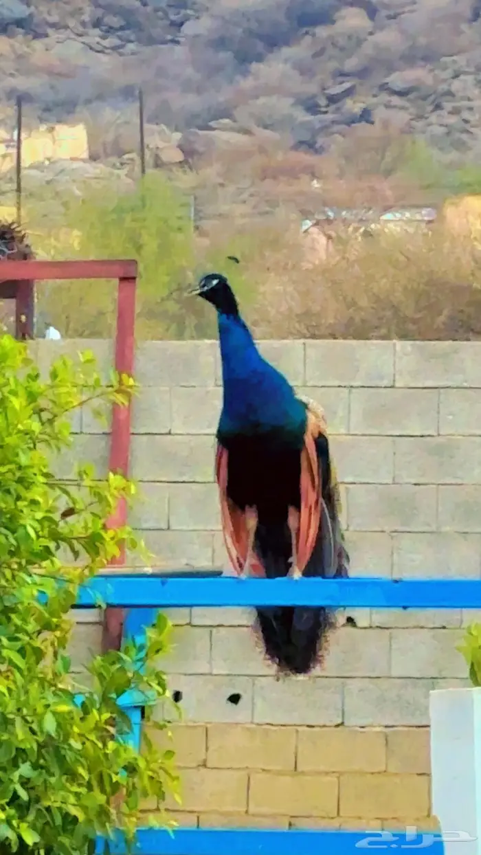 طاووس ذكر 1