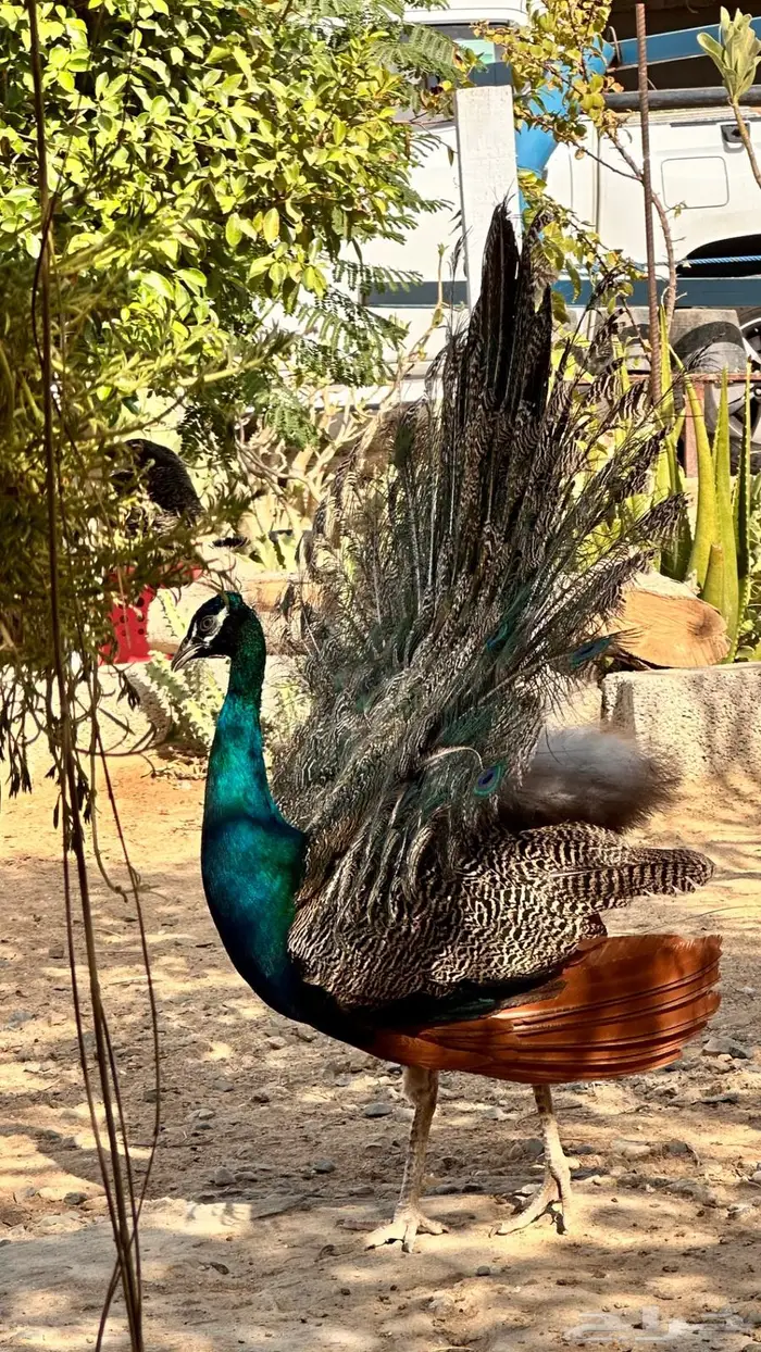 طاووس ذكر 3
