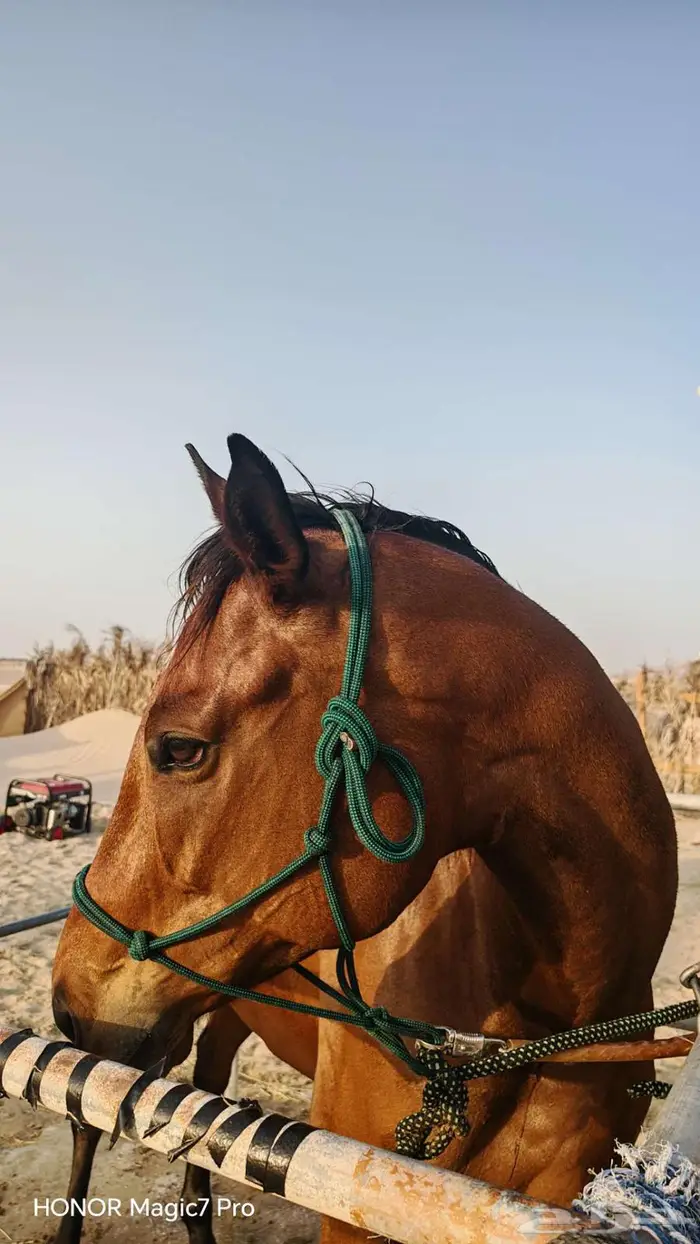 فرس و حصان شعبي 9