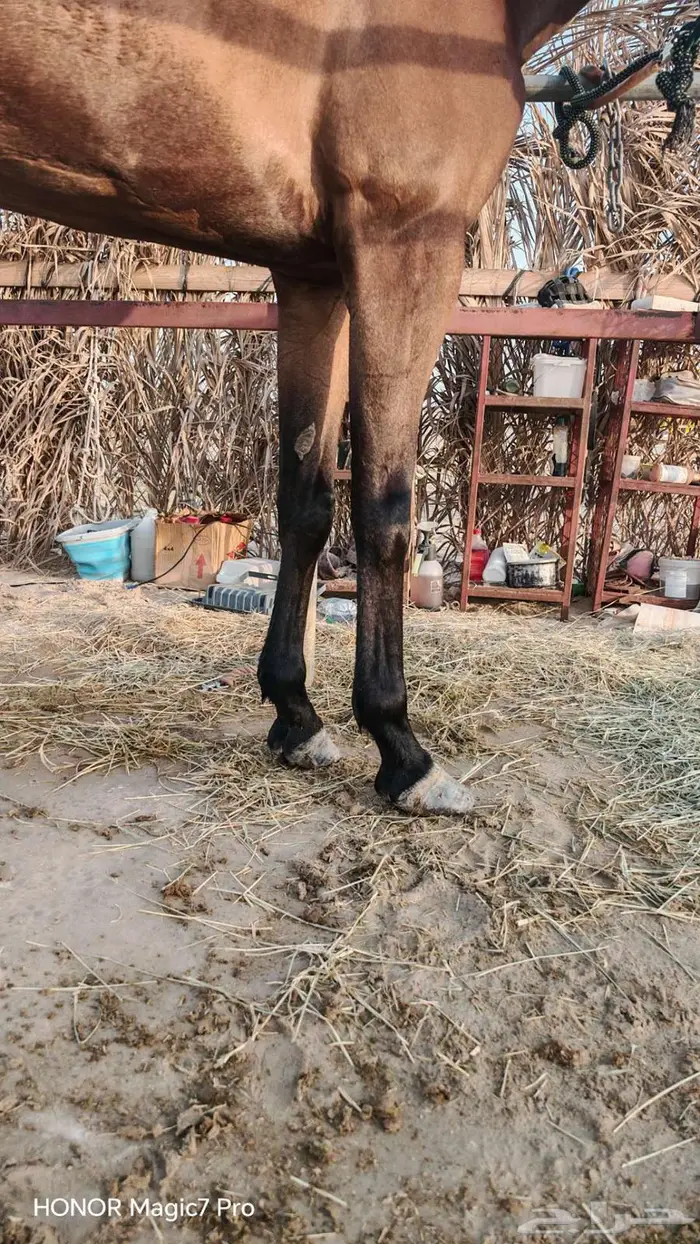 فرس و حصان شعبي 2