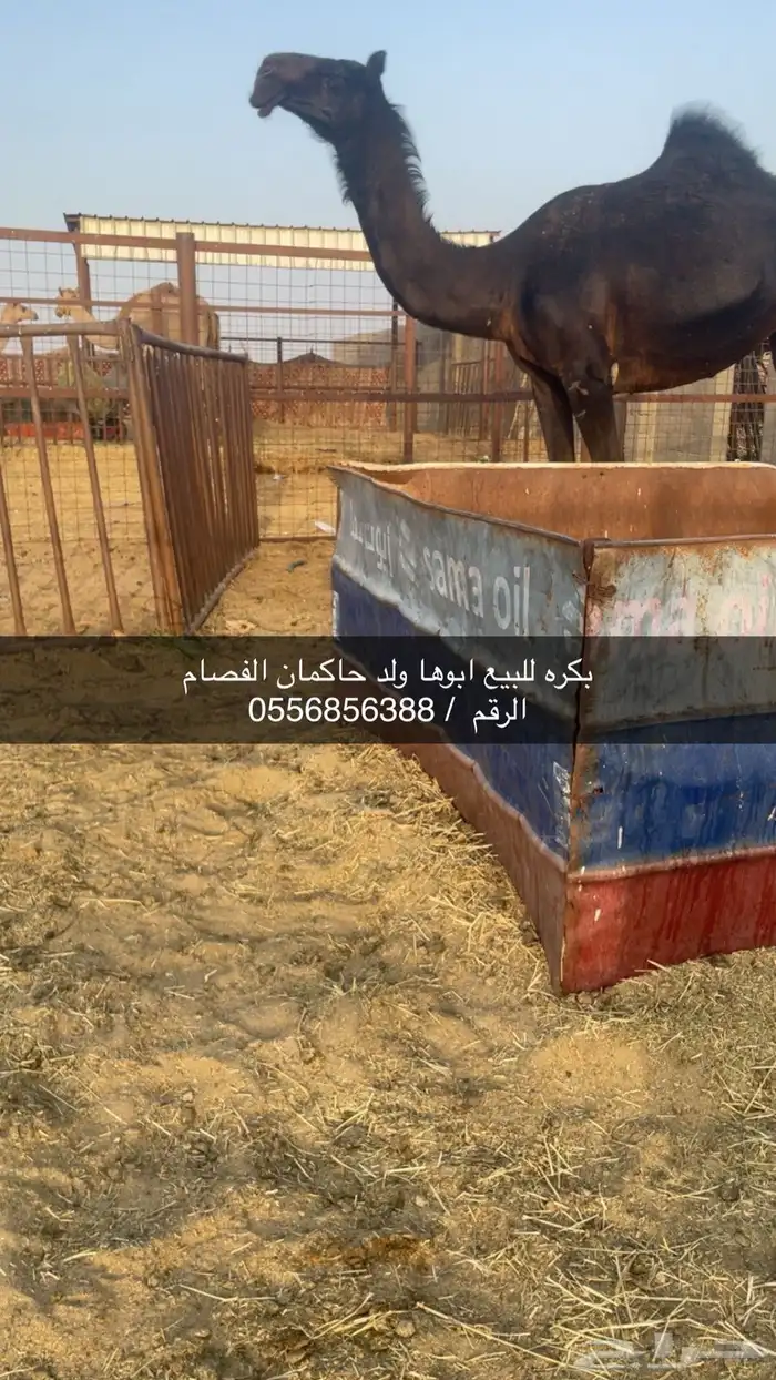بكره للبيع كفو 0